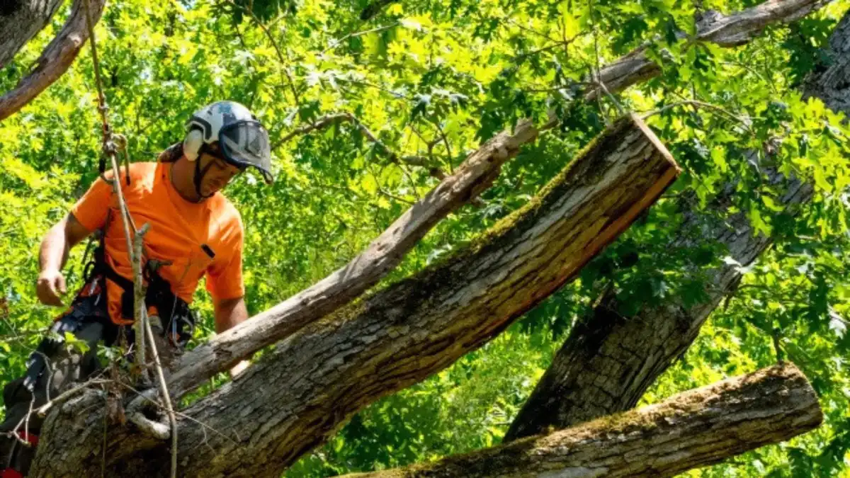 Forestry Mulching In Augusta, GA | Land Clearing Experts
