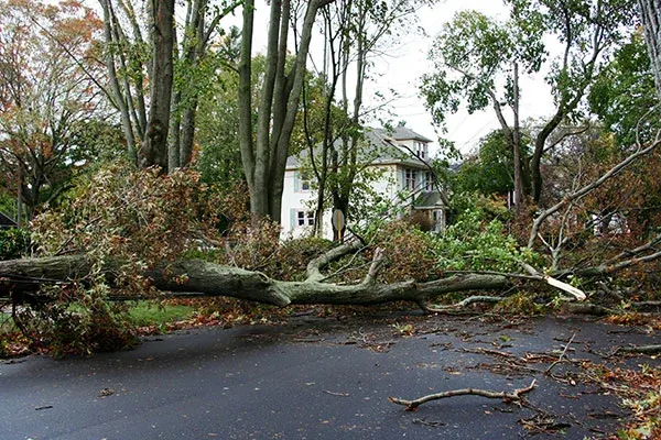 Tree Removal & Land Clearing Services | Augusta Landworks